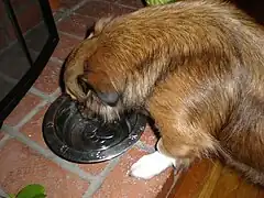 Perro con bebedero