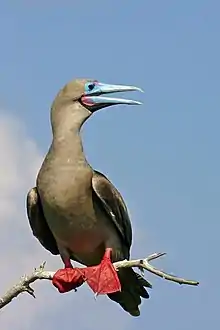 Macho del morfo pardo