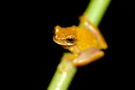 Hyla ebraccata