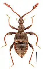 Labomimus mirus