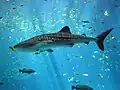 El tiburón ballena es el pez de mayor tamaño existente, creciendo hasta más de 12.6 metros de largo.