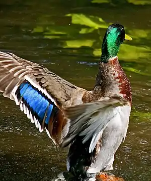 Macho de Espejuelo