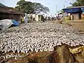 Secado de pescado salado en Malpe Harbour