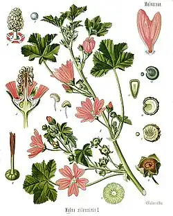 Malva sylvestris L.