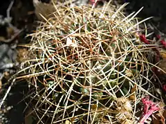 Cactácea (Mammillaria polythele subsp. obconella), en Metzquititlán.