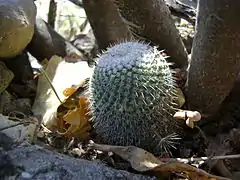 Mammillaria supertexta