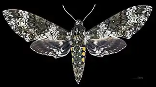 Macho Manduca rustica rustica, vista dorsal