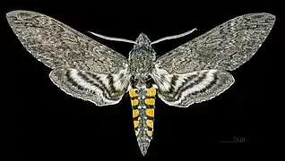 ♂
