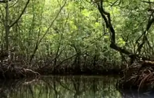 Manglares de la costa pacífica mexicana del sur