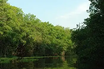 Manglares en la Laguna de Sinamaica.