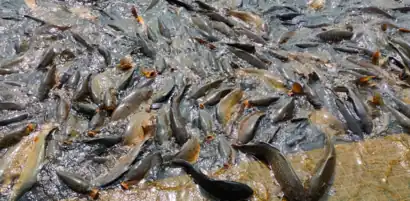 Peces en el lago Mansar