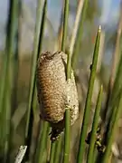 Ooteca de Mantis religiosa, en Italia.