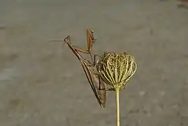 Mantis religiosa