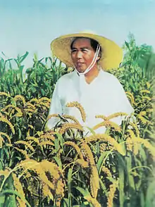 Mao trabajando en un campo de arroz.