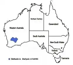 Distribución natural del género endémico Brachysola en Australia (Western Australia)