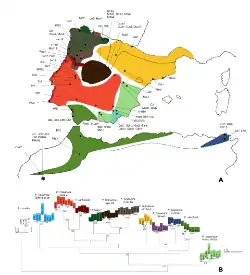 Mapa y filogenia de las especies en la península ibérica y el norte de África.