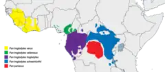 Distribución del chimpancé y del bonobo.