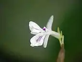 Flor con 3 sépalos separados, 3 pétalos connados.