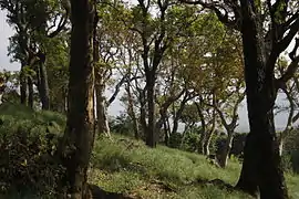 Bosque en Idukki