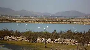 Flamencos rosas en las salinas de Marchamalo.