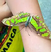 Una S. s. sophene  en el Mariposario del Jardín Botánico del Quindío, Colombia.