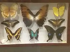 Mariposas