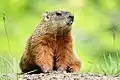 Marmota monax