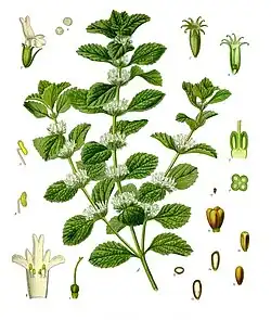 Marrubium vulgare L.