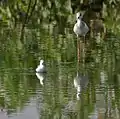 Archibebe fino y Cigüeñuela Himantopus himantopus en Hyderabad, India.
