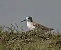 Archibebe fino en Hyderabad, India.