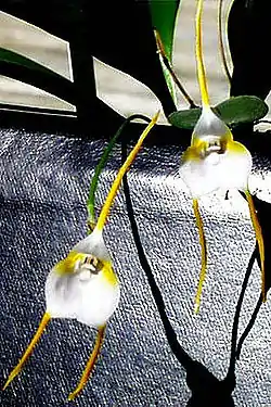 Masdevalliamejiana