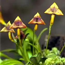 Masdevalliaangulifera