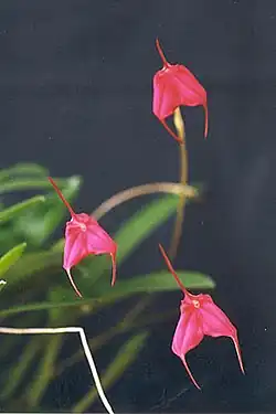 Masdevalliabarlaeana