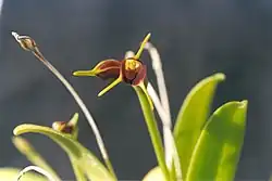 Masdevalliabicolor