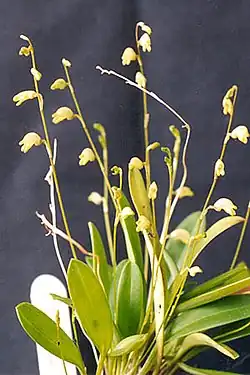 Masdevalliabulbophyllopsis