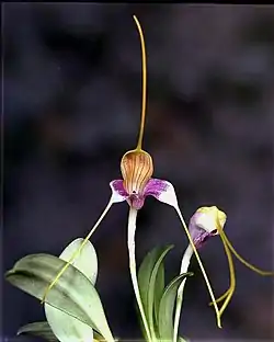 Masdevalliacaudata