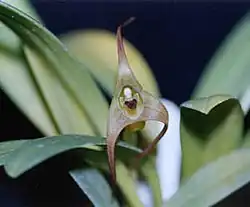 Masdevalliafractiflexa