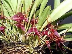 Masdevalliaherradurae