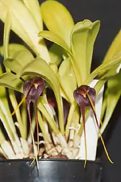 Masdevalliarolfeana