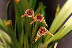 Masdevalliastriatella