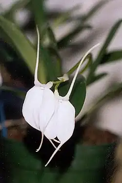 Masdevalliatovarensis