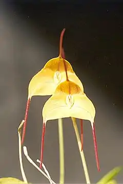 Masdevalliatriangularis