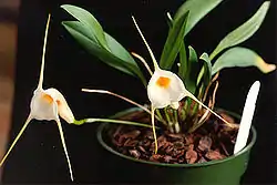 Masdevalliaconstricta