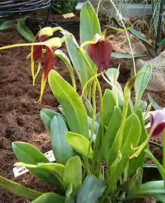 Masdevalliaweberbaueri