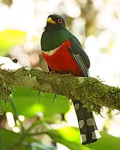 Trogon personatus