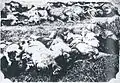 Víctimas de la masacre de Tungchow.