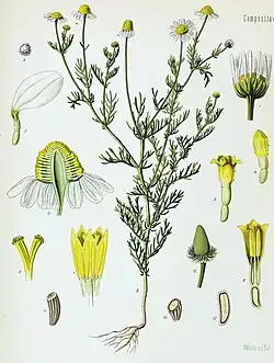 Matricaria chamomilla L. (bajo el sinónimo Matricaria recutita L.)