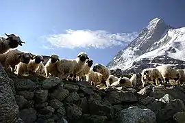 Rebaño de ovejas en Valais.