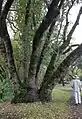 Este único lignotubero "Umbellularia" en Doyle Community Park admite varios brotes maduros.