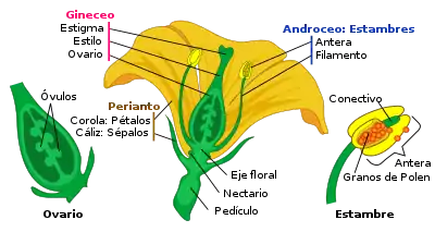 Partes de la flor